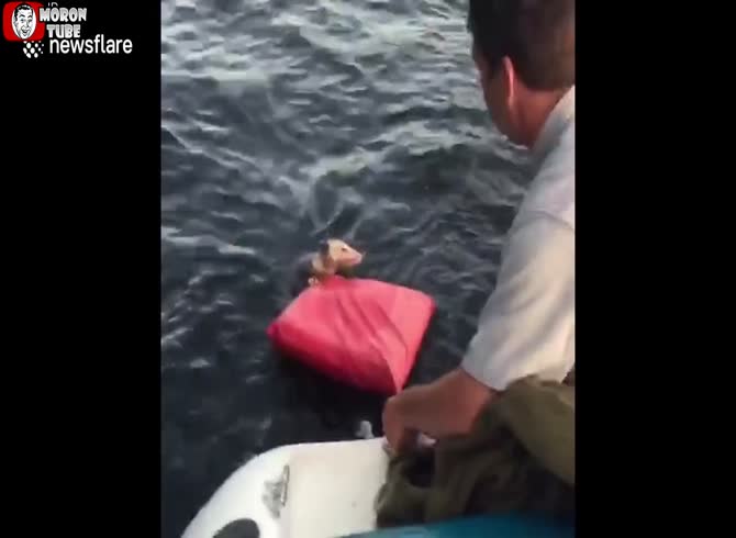 Video :An opossum stranded on Lake Michigan is rescued by boats